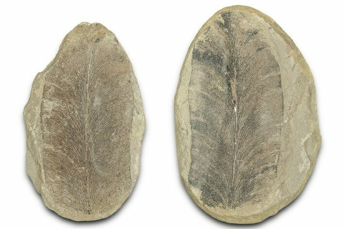 Macroneuropteris Fern Fossil Pos/Neg - Mazon Creek #325823